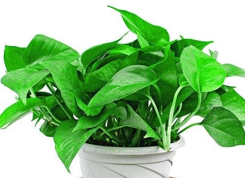  品味：这几款上档次的植物，养一盆放在家里，提升家居品味！