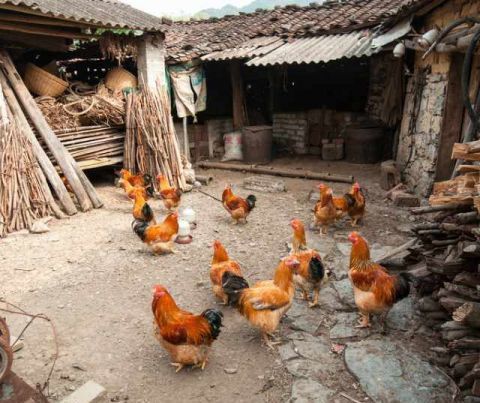 江西农村竟然家家都有大别墅 外地人都来围观了