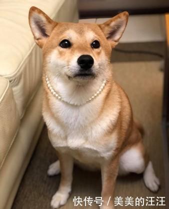 「主人」你到底是柴犬还是猫,狗狗和主人玩捉迷藏,你能看出狗狗藏在哪吗