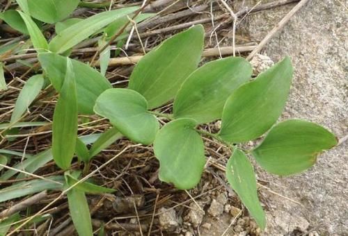  「值钱」潮湿的大山里，有1种“玉竹”，根茎比车前草值钱，见到请保护