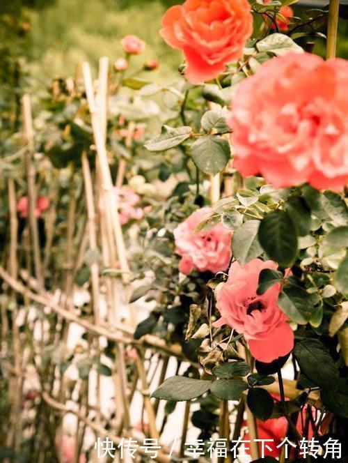  「快乐」篱笆小院住在乡村的快乐，你想体验吗！