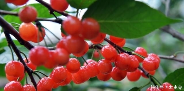  「树有」适合农村庭院种植的树有哪些？老农：这4种树，你最好不