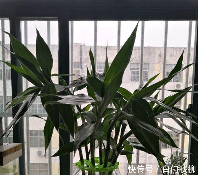 『新叶』养铜钱草富贵竹,注意3细节,新叶蹭蹭蹿,叶片绿流油,长超旺!