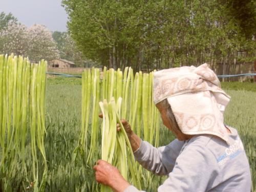 在农村种植这一种农作物，每年收入最高可达八万，为何少人问津