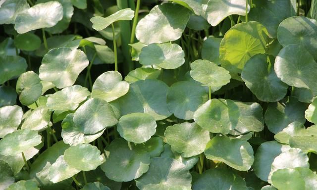  分是手柄：养护铜钱草，给它浇点“中性水”，叶片不发黄