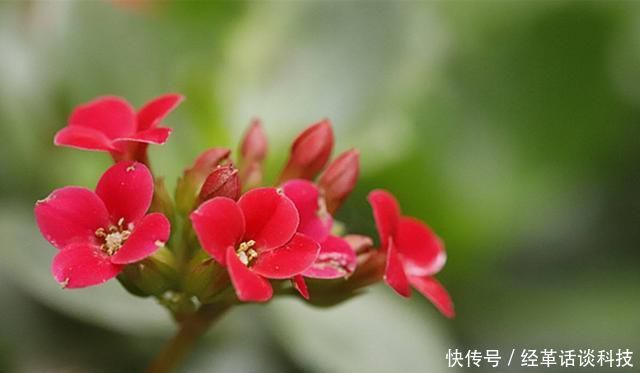  『适合』3种花适合养在室内，耐热耐晒净化空气，赏叶观花两不误，很好养