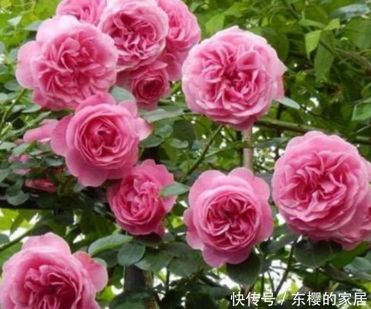  『夏季』3种花夏季要“勤”浇水，浇水越多开花越多，美爆一整夏！