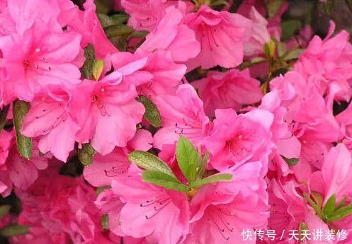 『大岩桐』喜欢在家中养护花卉，就选择花色艳丽，花期长的3种花卉，美极了