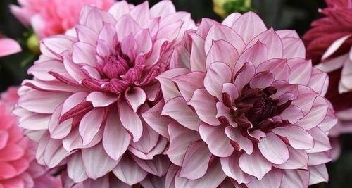 『牡丹』养花就养让人心动的花,花开雍容华贵赛牡丹,绚丽多姿,彰显品位