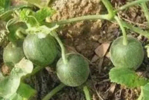 农村地里正在消失的零食，图4比甘蔗都甜，最后1个想找都困难！