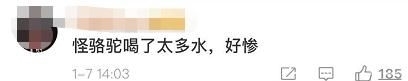  [坐不住]澳大利亚5天内将射杀1万只骆驼! 原因让网友坐不住了!