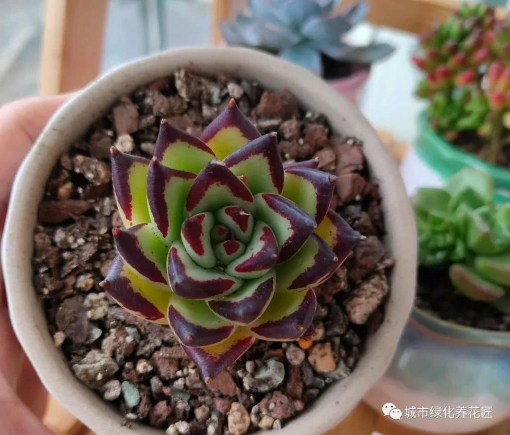 建议■多肉乌木要开花,老司机建议砍,接下来的高温度夏才是关键