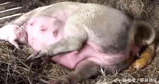 农村大爷守着母猪生崽，突然看到生下小金猪，兽医发现了真相！