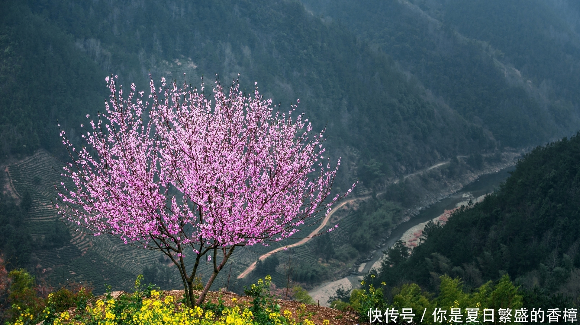  [院子]这几种树，院子里千万不要栽，你知道为什么吗？