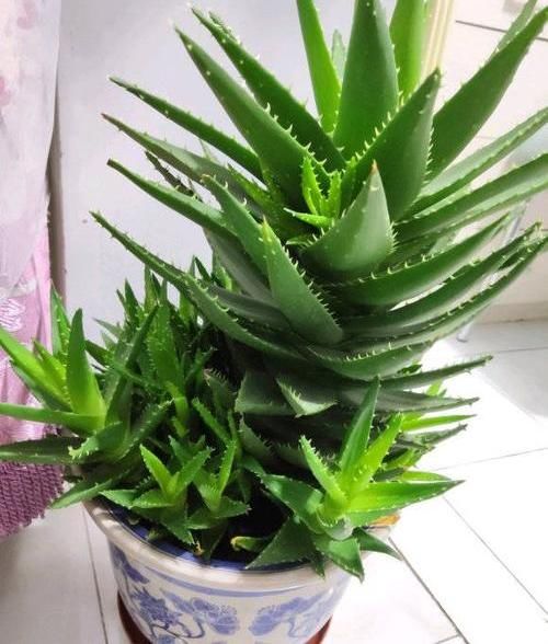『绿萝』?养花养不活?试试这4种,“植物杀手”都能养活,爆盆不费劲