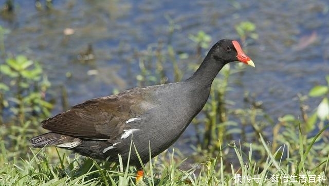  [飞禽]这种野生飞禽，肉质鲜嫩，价格高达120元一只，人工养殖前