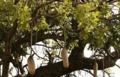 这世上唯一一颗“孤独”的树，长在中国，专家至今未找出繁殖方法