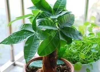  「发财树」这6种花，烂根先别扔，这样砍枝剥皮用水洗，15天长出新根侧芽