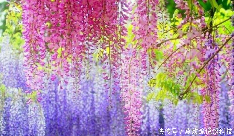  「春天」春天就养5种花，好养又漂亮，花团锦簇，人见人爱！