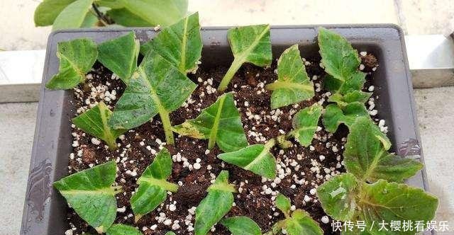  「豆瓣绿」这些盆栽，别花钱买，剪个叶子，沾土就生根，一年爆出十几盆