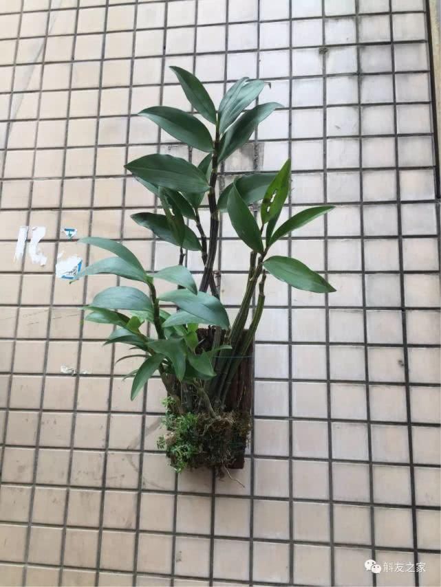 『石斛』世界再大,不过一个石斛院子
