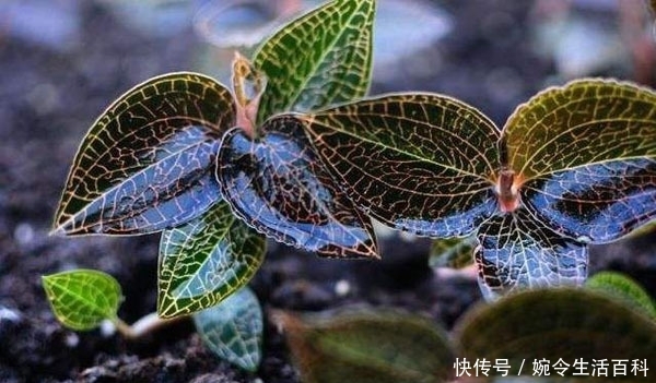  「利润」金线莲几万元一斤还供不应求，野生的很少见，人工种植