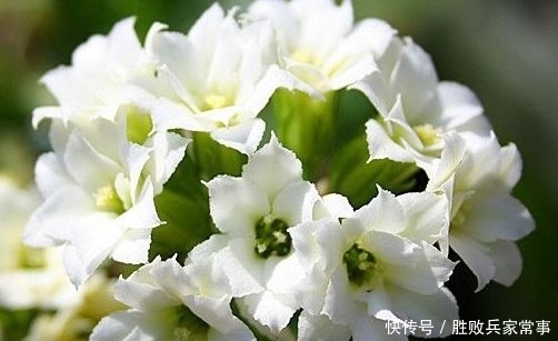  艳丽@家里喜欢养花，不如养这几款花，一言不合就爆盆，花色艳丽多姿