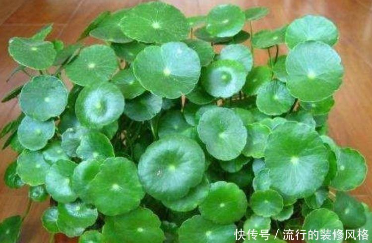  『家里』家里最适合4种花卉，好养易爆盆，关键空气好、病菌少