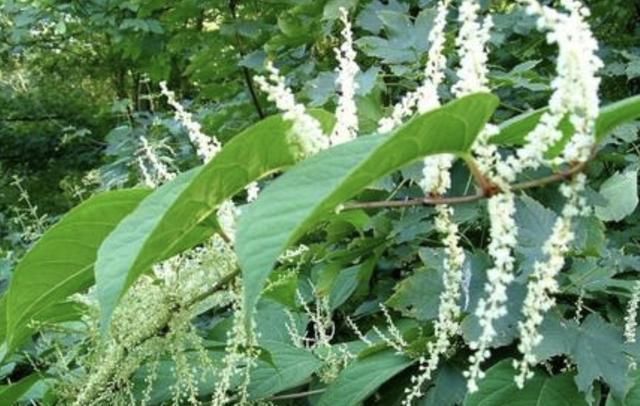  「人称」令人讨厌的“1种野草”，人称“日本虎杖”，农地里看到，请铲除