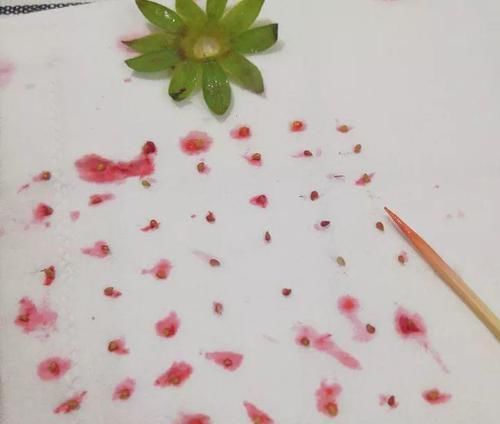  「增加光照」这水果太贵了，吃完留下核，还能种盆栽！