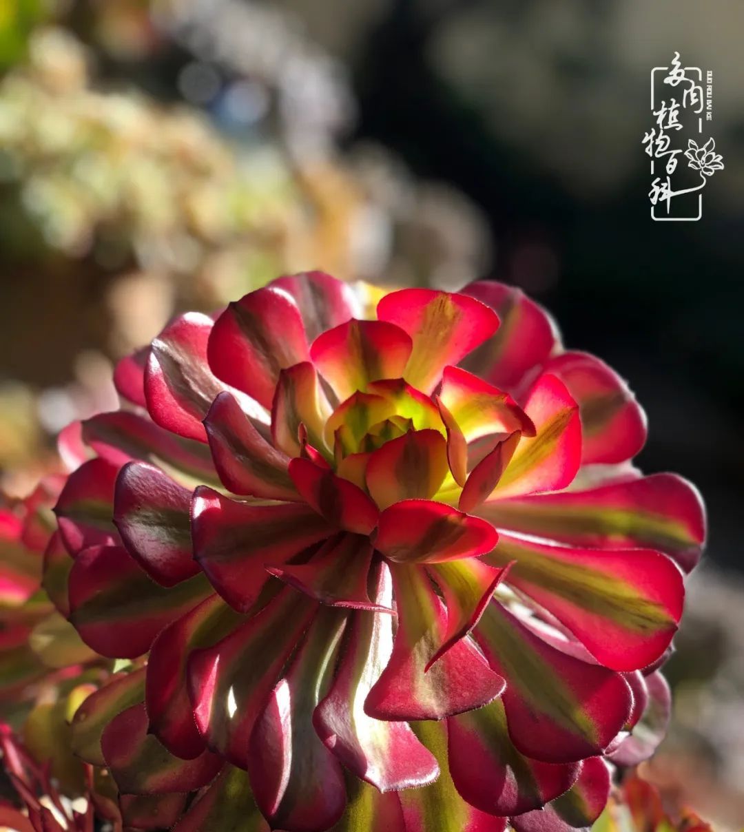  「院里」在茜的多肉小院里,花时间种快乐!