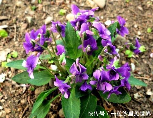  『老人』年轻人不懂的小紫花，老人见了很珍惜，价值高好看又好吃