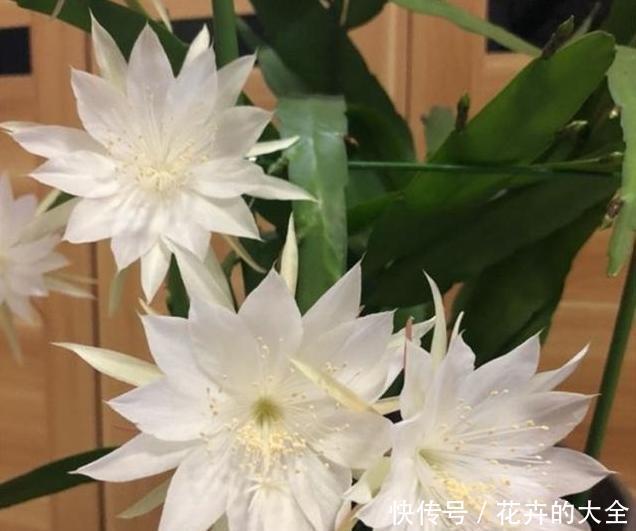  白天@如何让昙花顺利开花，或是白天开花？学会这么做，简单有效