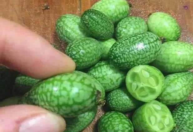 「盆栽」阳台盆栽小“西瓜”,比普通西瓜小20倍,一个花盆就结100个