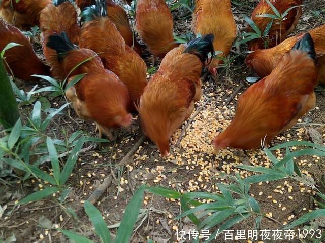  #鸡粪#曾经在农村很火的“林下养鸡”，为啥近年来没人干了？你