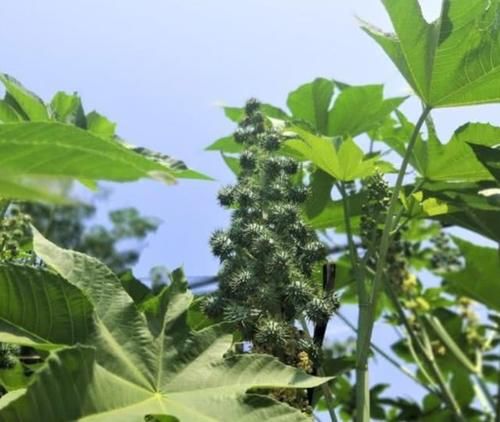  #根茎#以前一斤十几块的“蓖麻”，农村很多人种，为何如今却很