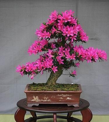 60例盆景树种,总有属于你的那棵(建议收藏)