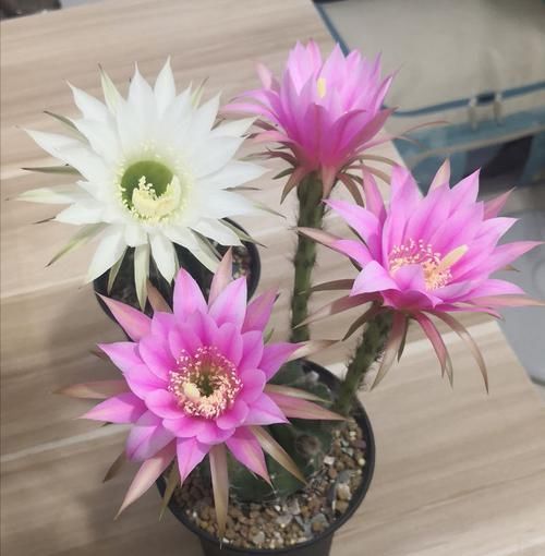  不妨■阳台不妨养此款花，开花贼美丽，轻松长一大丛，花开烂漫惹人爱