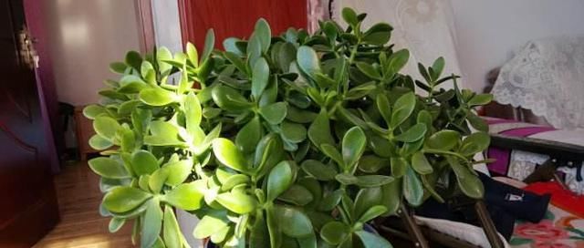  漂亮■家里就养这几种植物，一棵就能长爆盆，一盆能养上十年，漂亮好养