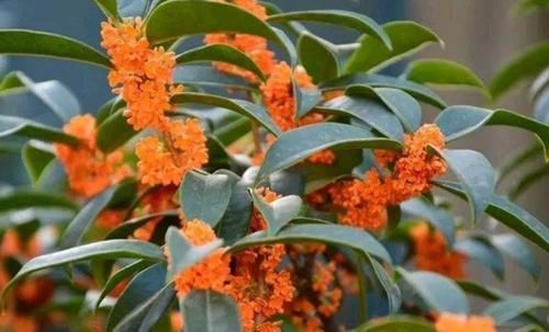 「温馨」3种花很漂亮,好养易活能爆盆,花开香飘溢满屋,阳台变温馨花园