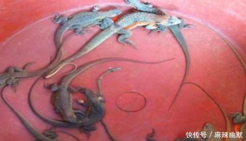 农村老汉在田地里挖地瓜，没想到还有意外收获，老汉顿时兴奋不已