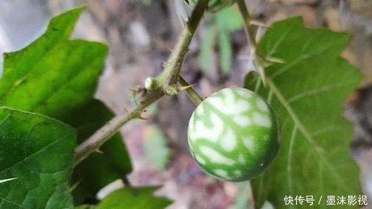 『番鬼』牛茄子,别名番鬼茄,喜生于路旁荒地、疏林或灌木丛中