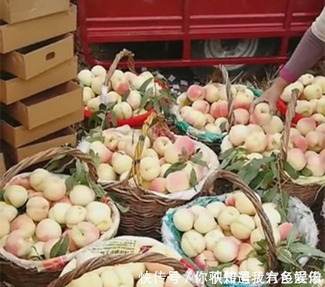 二十出头的农民姑娘种植它,村民说是“银鹅蛋”让她年赚十几万！