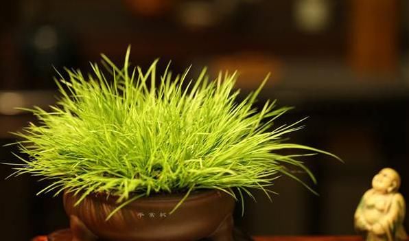 『适合』适合养在“书房”的4种花,缓解疲惫感,既养眼,还不落俗