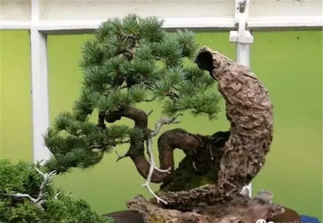 盆景大师都爱玩，山松会否成为下一个热点？