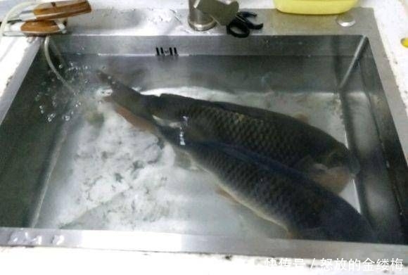 「分享」给大家分享一个饵料配方,昨天去试用,收获了两条野生大鲤鱼!