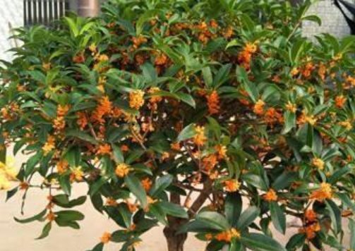 「成花」这5种花易爆盆,适合将阳台打扮成花的海洋,养花就是这么简单