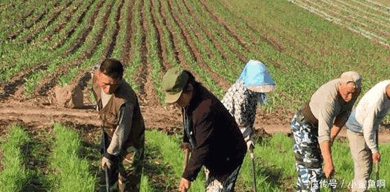 2019年开始, 农民就不再种地了 多个农民已确认, 这可能是真的!