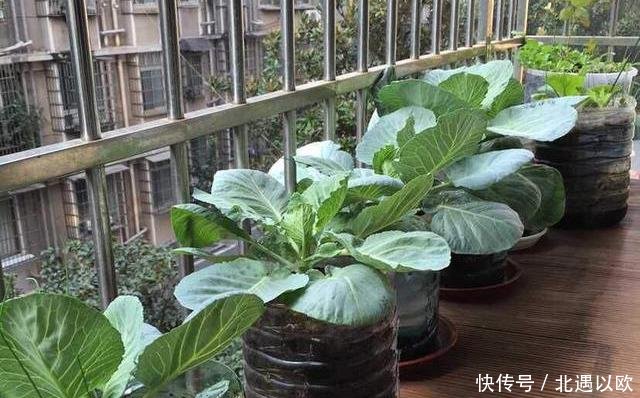  [就可以]阳台种几盆懒人菜，长的特别快，天天轮流吃，买菜少出门