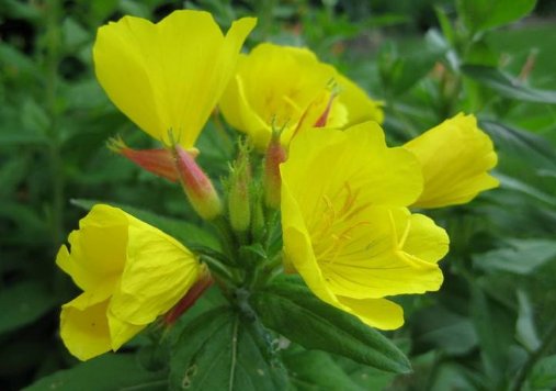  『迷人』芳菲四月，家养这几款小花，繁花锦簇，开成小花海，花朵烂漫迷人